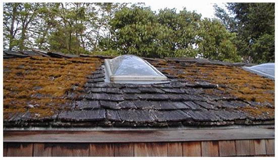 Chemical Moss Control For Roofs